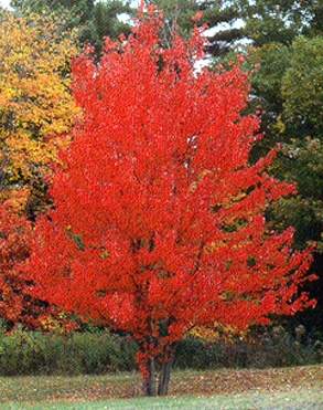 autumn blaze maple