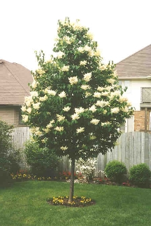 Grobe's Nursery and Garden Centre - Trees5